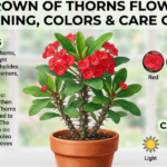Crown of Thorns Flower: Meaning, Colors & Care Guide