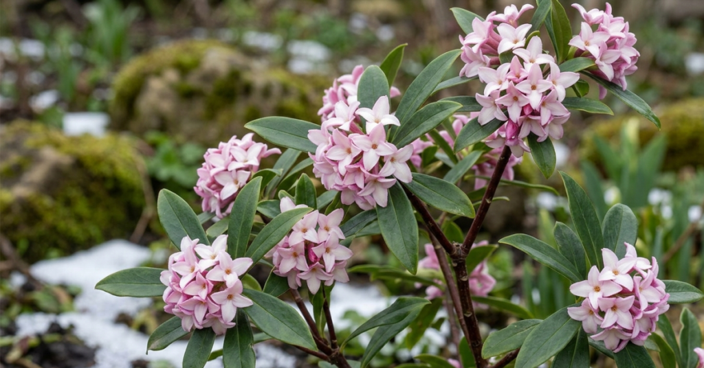 Daphne Flower Meaning: Symbolism & Winter Daphne