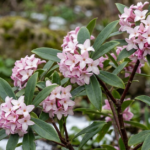 Daphne Flower Meaning: Symbolism & Winter Daphne