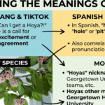 Hoya Meaning: Slang, TikTok, Spanish & More