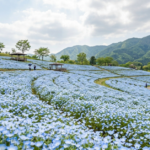 Nemophila Flower Meaning, Japan Fields & Symbolism