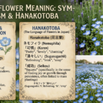 Nemophila Flower Meaning: Symbolism & Hanakotoba