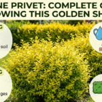 Sunshine Privet: Complete Guide to Growing This Golden Shrub